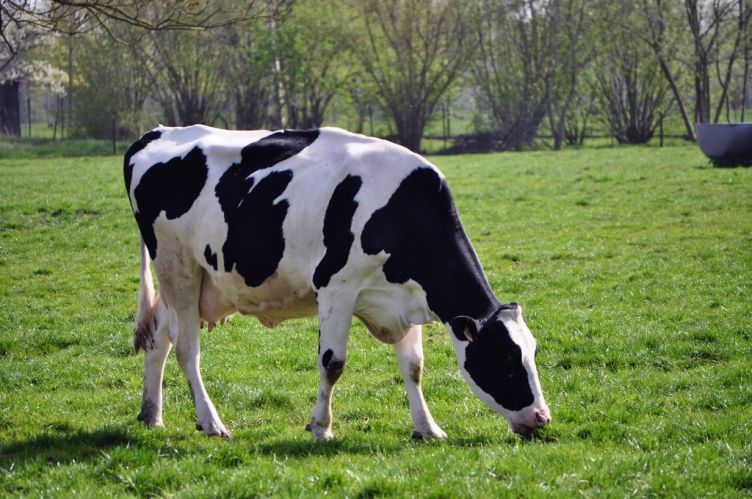 Cliquez pour voir l'image en taille relle
