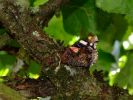 090803Papillon10.JPG