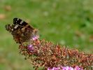 090803Papillon5.JPG
