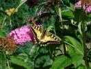 090803papillon1.JPG