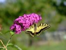 090803papillon3.JPG