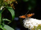 091203Papillon12.JPG