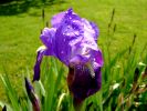 2008_0502mai080015.JPG