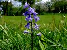 2008_0502mai080018.JPG