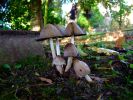 Champignon2.JPG