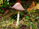 Champignon3.JPG