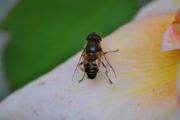 DSC_0040.JPG