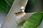 DSC_0078.JPG