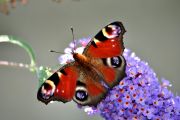 DSC_0249.JPG