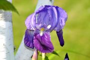 DSC_0258.JPG
