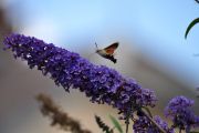 DSC_0473.JPG