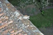DSC_0507.JPG