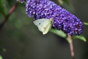 DSC_0551.JPG