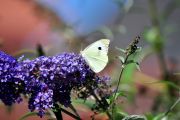 DSC_0613.JPG