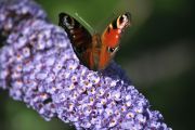 DSC_0616.JPG