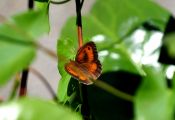 DSC_0636.JPG