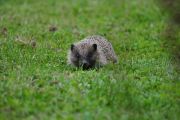 DSC_0828.JPG