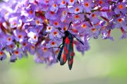 DSC_1220.JPG