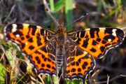 DSC_1540.JPG