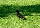 Oiseau0608-1.JPG