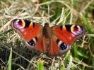 Papillon2010-2.jpg