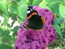 Viewty papillon1.jpg