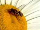abeille.jpg