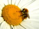 abeille2.jpg
