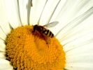 abeille4.jpg