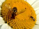 abeille5.jpg