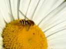 abeille6.jpg