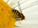 abeille7.jpg