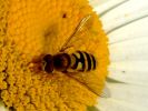 abeille8.jpg