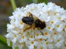abeille9.jpg