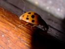 coccinelle1.jpg