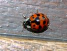 coccinelle2.jpg