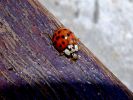coccinelle3.jpg