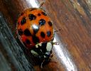 coccinelle7.jpg