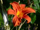fleur0608-1.JPG