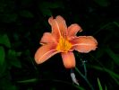 fleur0608-2.JPG