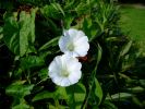 fleur0608-3.JPG