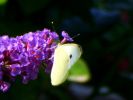 papillon02.jpg