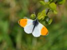 papillon2010-1.JPG