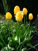 printemps08-05.JPG