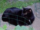 reglisse0608-2.JPG