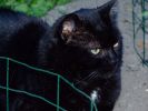 reglisse0608-3.JPG