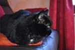 reglisse2010-4-1.JPG