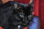 reglisse2010-4-2.JPG